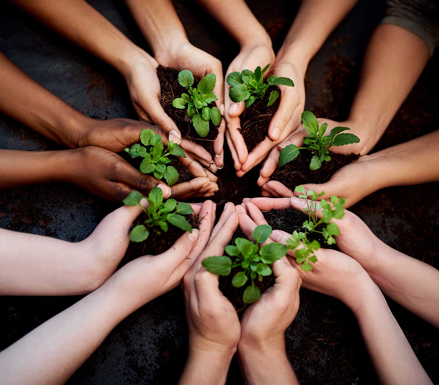 Hands gently holding small plants with soil, ready for planting.